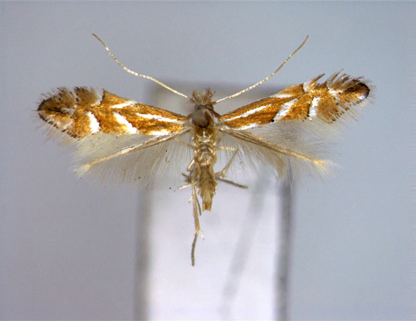 /filer/webapps/moths_gc/media/images/T/turugisana_Phyllonorycter_A_EIHU.jpg
