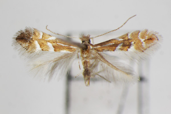 /filer/webapps/moths_gc/media/images/T/turugisana_Phyllonorycter_A_ZSM.jpg