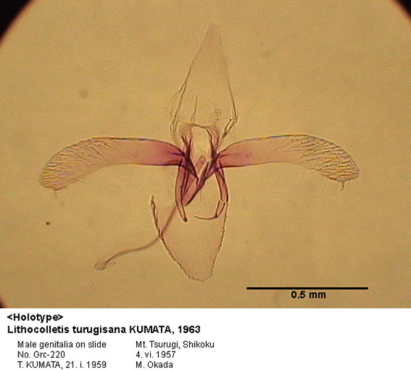 /filer/webapps/moths_gc/media/images/T/turugisana_Phyllonorycter_GM_HT_220_EIHU.jpg