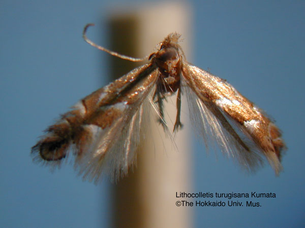 /filer/webapps/moths_gc/media/images/T/turugisana_Phyllonorycter_HT_EIHU.jpg