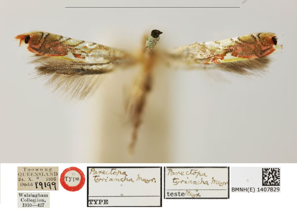 /filer/webapps/moths_gc/media/images/T/tyriancha_Parectopa_HT_BMNH_1407829.jpg
