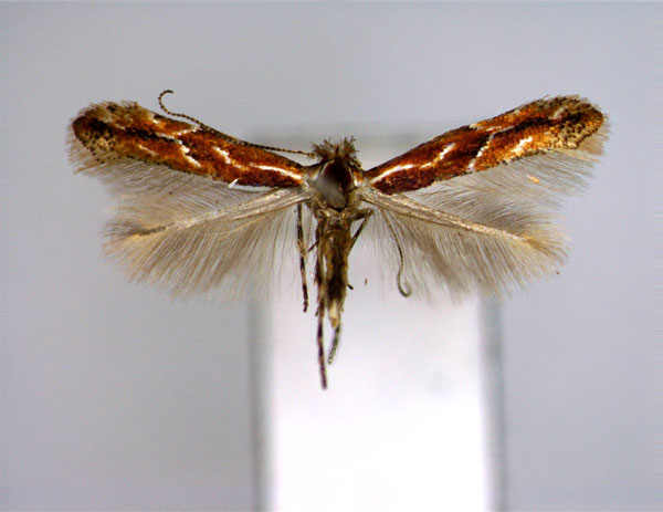 /filer/webapps/moths_gc/media/images/U/uchidai_Phyllonorycter_A_EIHU.jpg