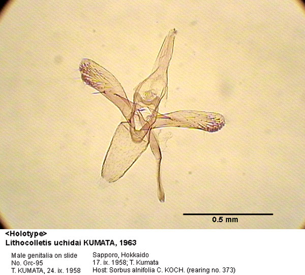 /filer/webapps/moths_gc/media/images/U/uchidai_Phyllonorycter_GM_HT_95_EIHU.jpg