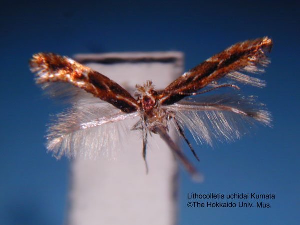 /filer/webapps/moths_gc/media/images/U/uchidai_Phyllonorycter_HT_EIHU.jpg