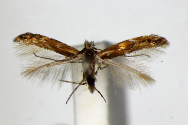 /filer/webapps/moths_gc/media/images/U/uchidai_Phyllonorycter_PT_ZSM.jpg