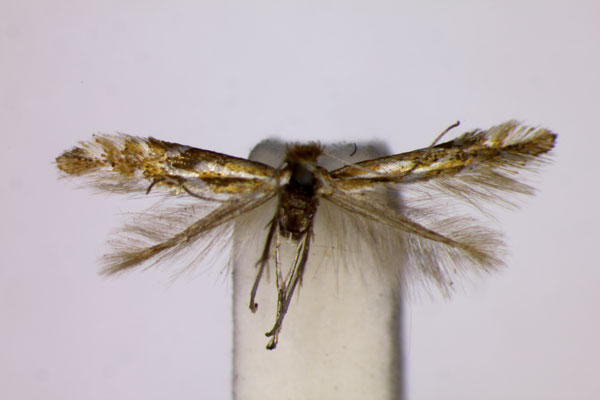 /filer/webapps/moths_gc/media/images/U/ulicicolella_Phyllonorycter_A_BMNH.jpg