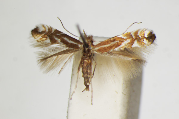 /filer/webapps/moths_gc/media/images/U/ulicicolella_Phyllonorycter_A_ZSM.jpg