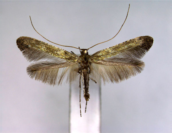 /filer/webapps/moths_gc/media/images/U/ulmi_Caloptilia_PT_EIHU.jpg