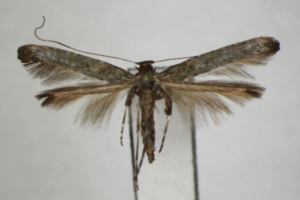 /filer/webapps/moths_gc/media/images/U/ulmi_Caloptilia_PT_ZSM_2.jpg