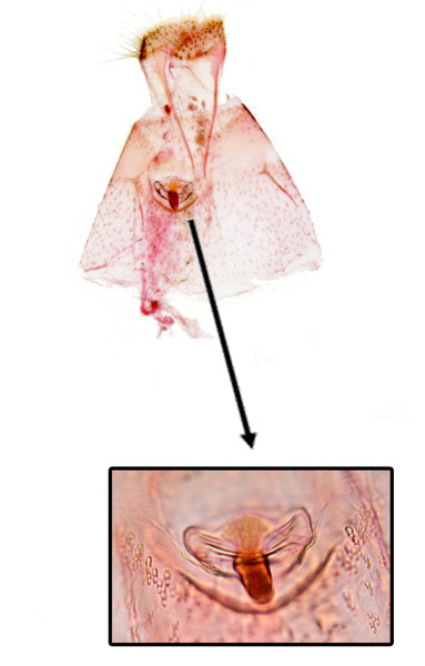 /filer/webapps/moths_gc/media/images/U/ulmi_Phyllonorycte_GF_Kim-et-Byun_2017_1385.jpg