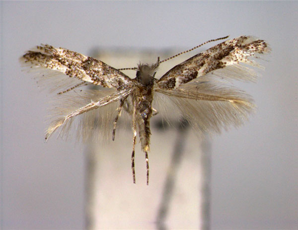 /filer/webapps/moths_gc/media/images/U/ulmi_Phyllonorycter_A_EIHU.jpg