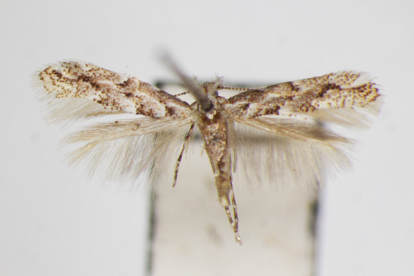 /filer/webapps/moths_gc/media/images/U/ulmi_Phyllonorycter_A_ZSM.jpg