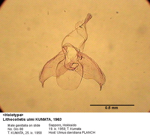 /filer/webapps/moths_gc/media/images/U/ulmi_Phyllonorycter_GM_HT_98_EIHU.jpg