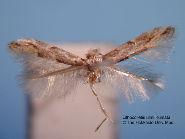 /filer/webapps/moths_gc/media/images/U/ulmi_Phyllonorycter_HT_EIHU.jpg