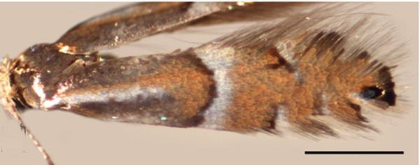 /filer/webapps/moths_gc/media/images/U/ulmifoliella_Phyllonorycter_A_Kirichenko-et-al_2019_14.jpg