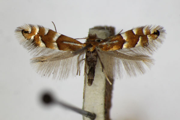 /filer/webapps/moths_gc/media/images/U/ulmifoliella_Phyllonorycter_A_ZSM.jpg