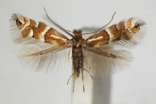 /filer/webapps/moths_gc/media/images/U/ulmifoliella_Phyllonorycter_A_ZSM_2.jpg