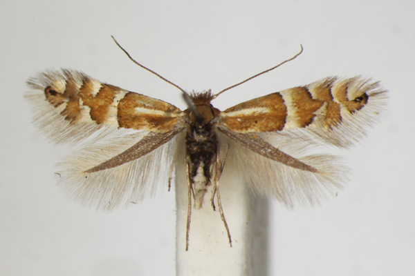 /filer/webapps/moths_gc/media/images/U/ulmifoliella_Phyllonorycter_A_ZSM_3.jpg