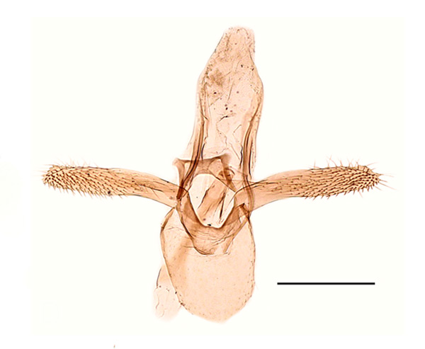 /filer/webapps/moths_gc/media/images/U/ulmifoliella_Phyllonorycter_GM_Kirichenko-et-al_2019_26.jpg