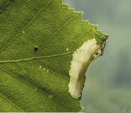 /filer/webapps/moths_gc/media/images/U/ulmifoliella_Phyllonorycter_M_Kirichenko-et-al_2017b_189.jpg