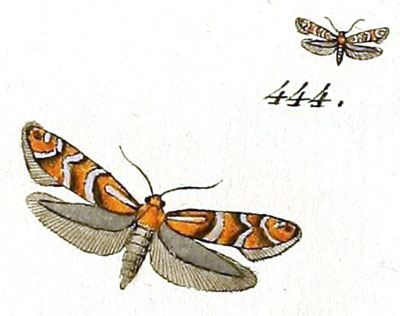 /filer/webapps/moths_gc/media/images/U/ulmifoliella_Tinea_HT_Huebner_66-444.jpg