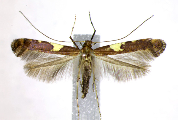 /filer/webapps/moths_gc/media/images/U/umbratella_Caloptilia_AF_Landry.jpg