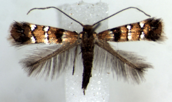 /filer/webapps/moths_gc/media/images/U/umukarus_Phyllonorycter_PT_RMCA.jpg