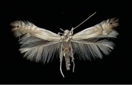/filer/webapps/moths_gc/media/images/U/unipunctella_Phyllocnistis_A_MHNG.jpg