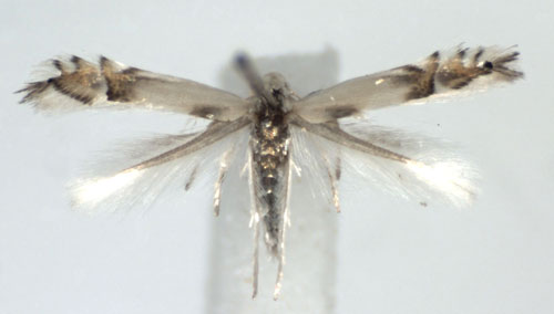 /filer/webapps/moths_gc/media/images/U/unipunctella_Phyllocnistis_A_WJDP.jpg