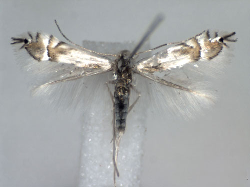 /filer/webapps/moths_gc/media/images/U/unipunctella_Phyllocnistis_A_WJDP_01.jpg