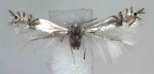 /filer/webapps/moths_gc/media/images/U/unipunctella_Phyllocnistis_A_WJDP_02.jpg