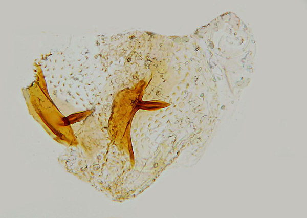 /filer/webapps/moths_gc/media/images/U/unipunctella_Phyllocnistis_GF_Hall.jpg