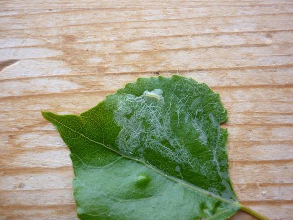 /filer/webapps/moths_gc/media/images/U/unipunctella_Phyllocnistis_Mine_Langmaid.jpg