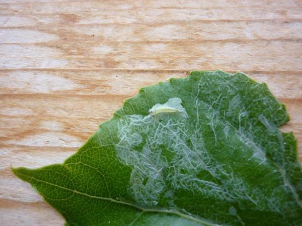 /filer/webapps/moths_gc/media/images/U/unipunctella_Phyllocnistis_Mine_Langmaid_ 2.jpg