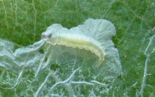 /filer/webapps/moths_gc/media/images/U/unipunctella_Phyllocnstis_Larva_Langmaid.jpg