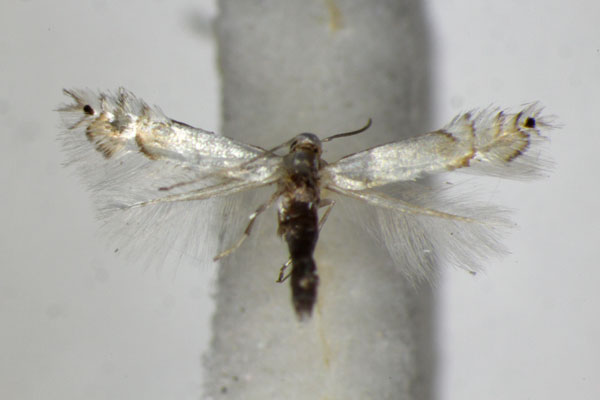 /filer/webapps/moths_gc/media/images/U/unipunctella_suffusella_Phyllocnistis_A_ZSM_2.jpg