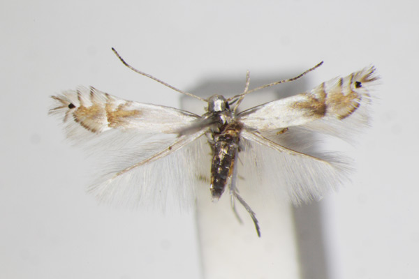 /filer/webapps/moths_gc/media/images/U/unipunctella_suffusella_Phyllocnistis_A_ZSM_3.jpg