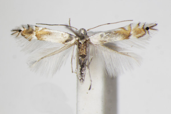 /filer/webapps/moths_gc/media/images/U/unipunctella_suffusella_Phyllocnistis_A_ZSM_4.jpg