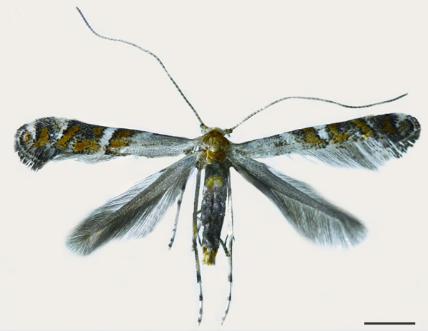 /filer/webapps/moths_gc/media/images/U/universitaria_Vallissiana_HT_LMCI.jpg