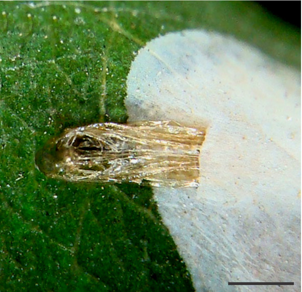 /filer/webapps/moths_gc/media/images/U/universitaria_Vallissiana_exuvium_Pereira-et-al_2019_154.jpg