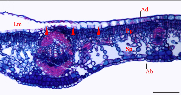 /filer/webapps/moths_gc/media/images/U/universitaria_Vallissiana_histol-section_Pereira-et-al_2019_155_A.jpg