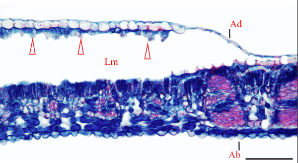 /filer/webapps/moths_gc/media/images/U/universitaria_Vallissiana_histol-section_Pereira-et-al_2019_155_B.jpg