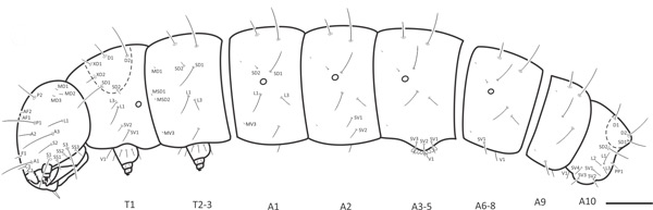 /filer/webapps/moths_gc/media/images/U/universitaria_Vallissiana_larva_Pereira-et-al_2019_150.jpg