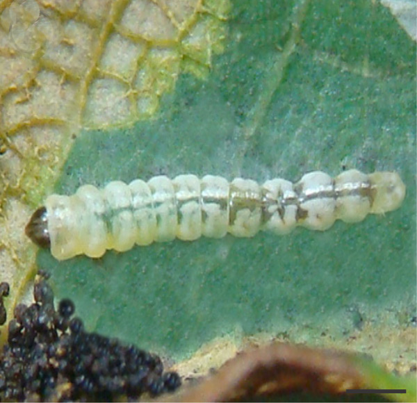 /filer/webapps/moths_gc/media/images/U/universitaria_Vallissiana_larva_Pereira-et-al_2019_154_2.jpg