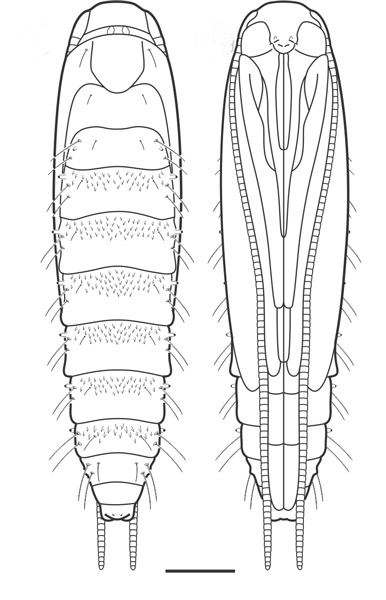 /filer/webapps/moths_gc/media/images/U/universitaria_Vallissiana_pupa_Pereira-et-al_2019_150.jpg