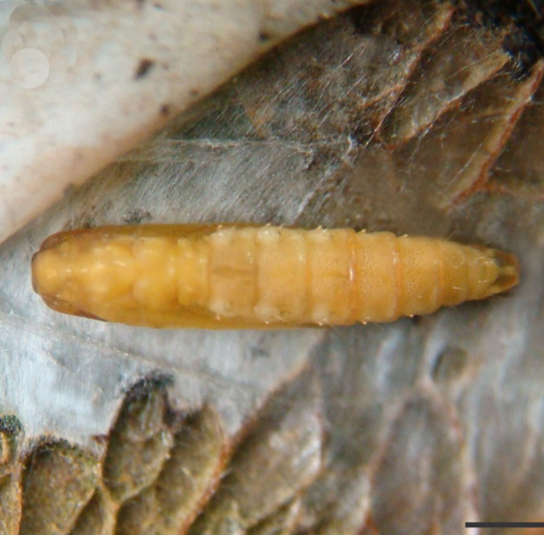 /filer/webapps/moths_gc/media/images/U/universitaria_Vallissiana_pupa_Pereira-et-al_2019_154.jpg