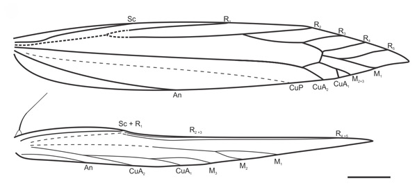 /filer/webapps/moths_gc/media/images/U/universitaria_Vallissiana_wing-venation_Pereira-et-al_2019_149.jpg