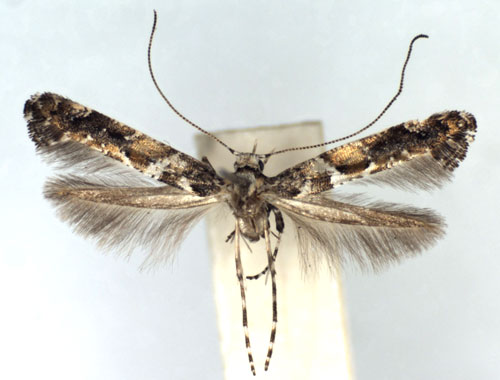 /filer/webapps/moths_gc/media/images/U/ussuriella_Gracillaria_A_WJDP.jpg