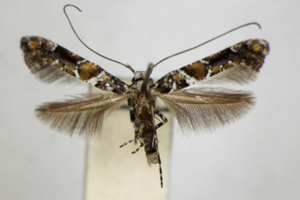 /filer/webapps/moths_gc/media/images/U/ussuriella_Gracillaria_A_ZSM.jpg