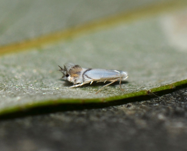 /filer/webapps/moths_gc/media/images/V/valentinensis_Phyllocnistis_A_SW.jpg